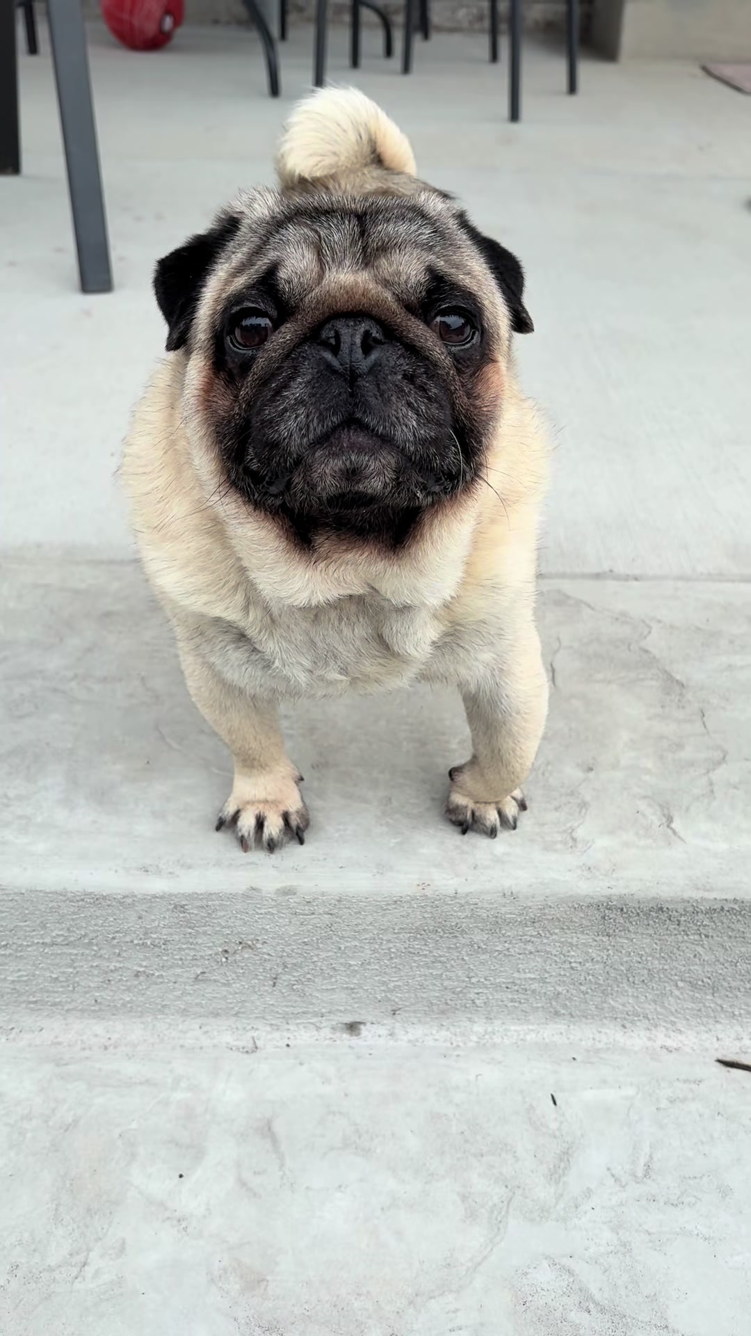 @Rocki the Pug ๐ถ