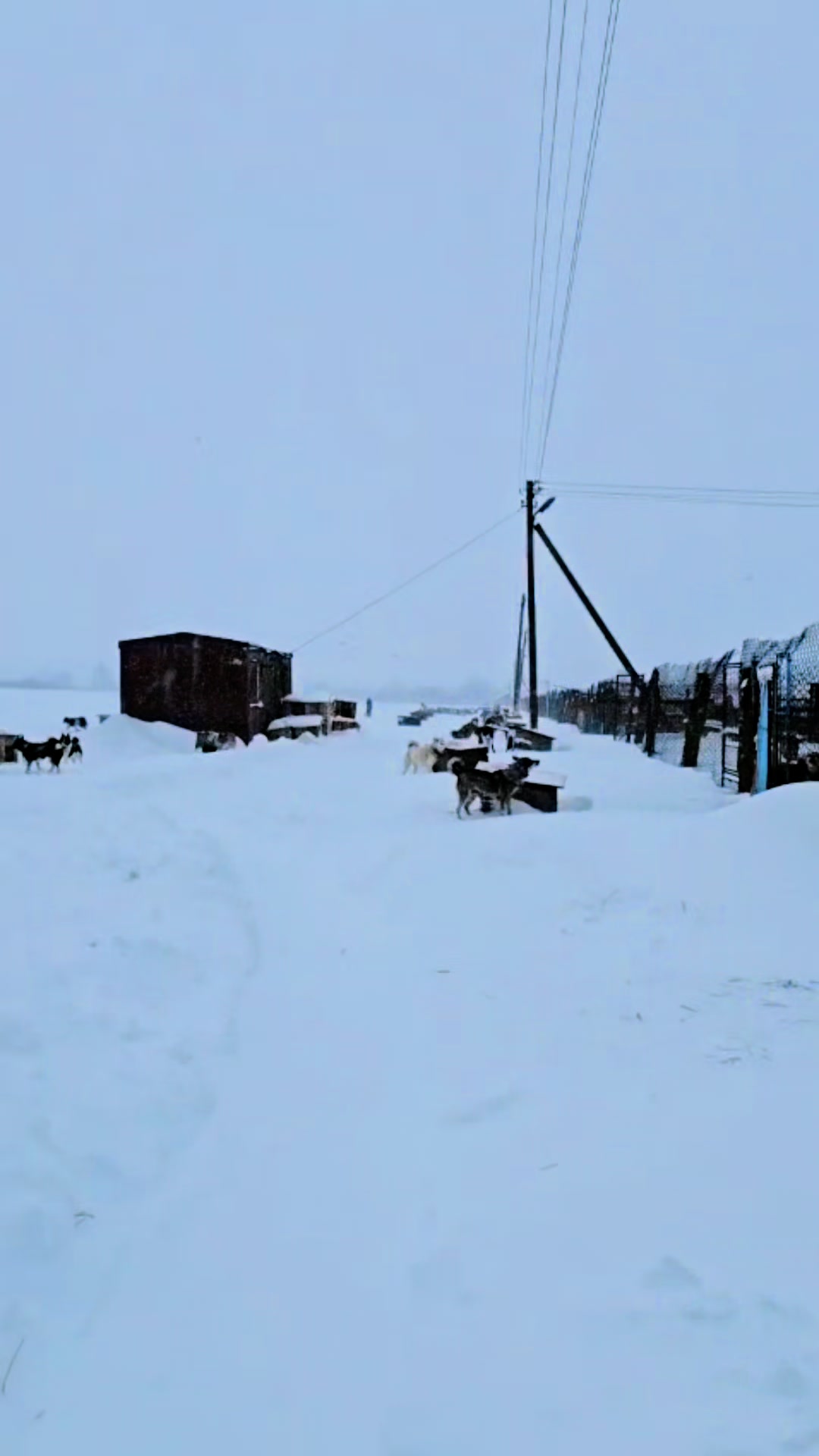 @Питомник лаек Урман Борисенка