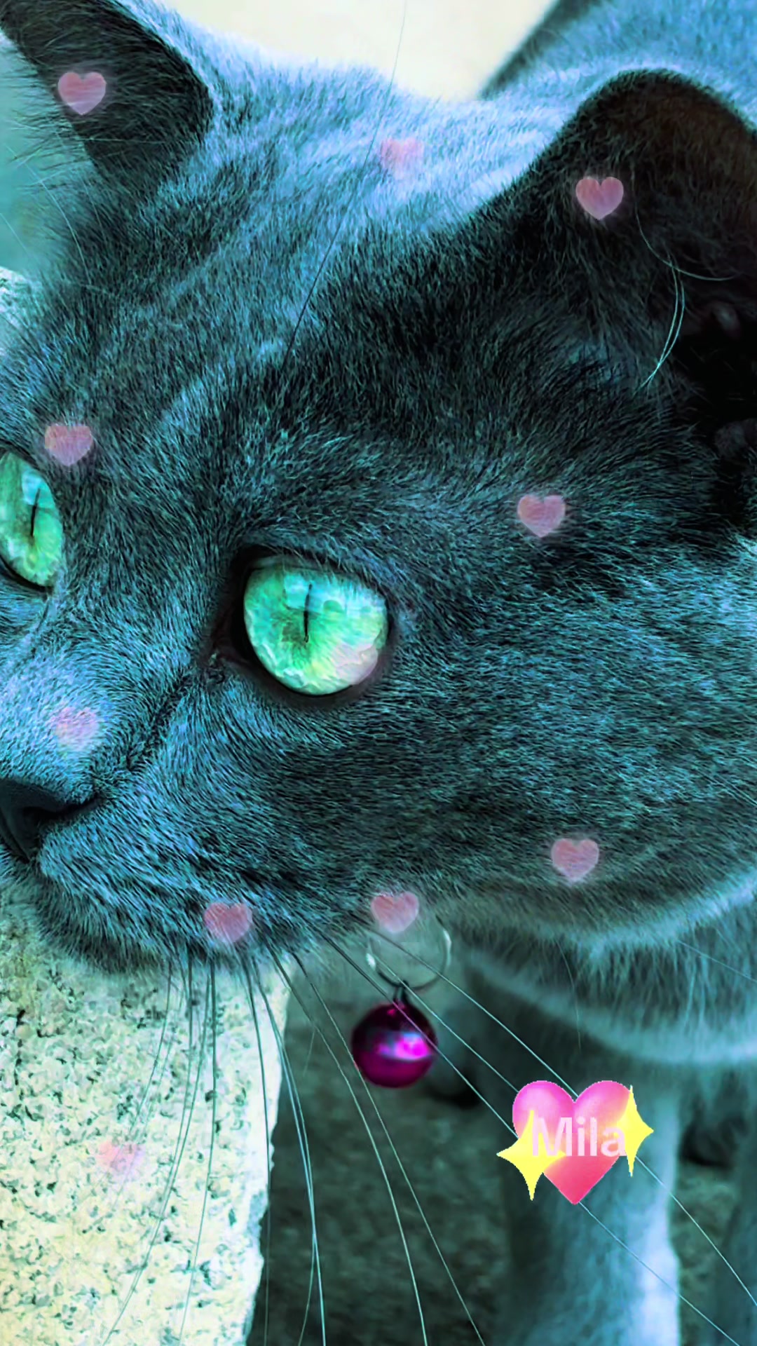 @Amri Gatitos