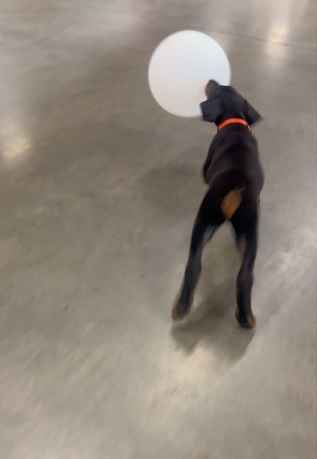 @Protection Dog Sales