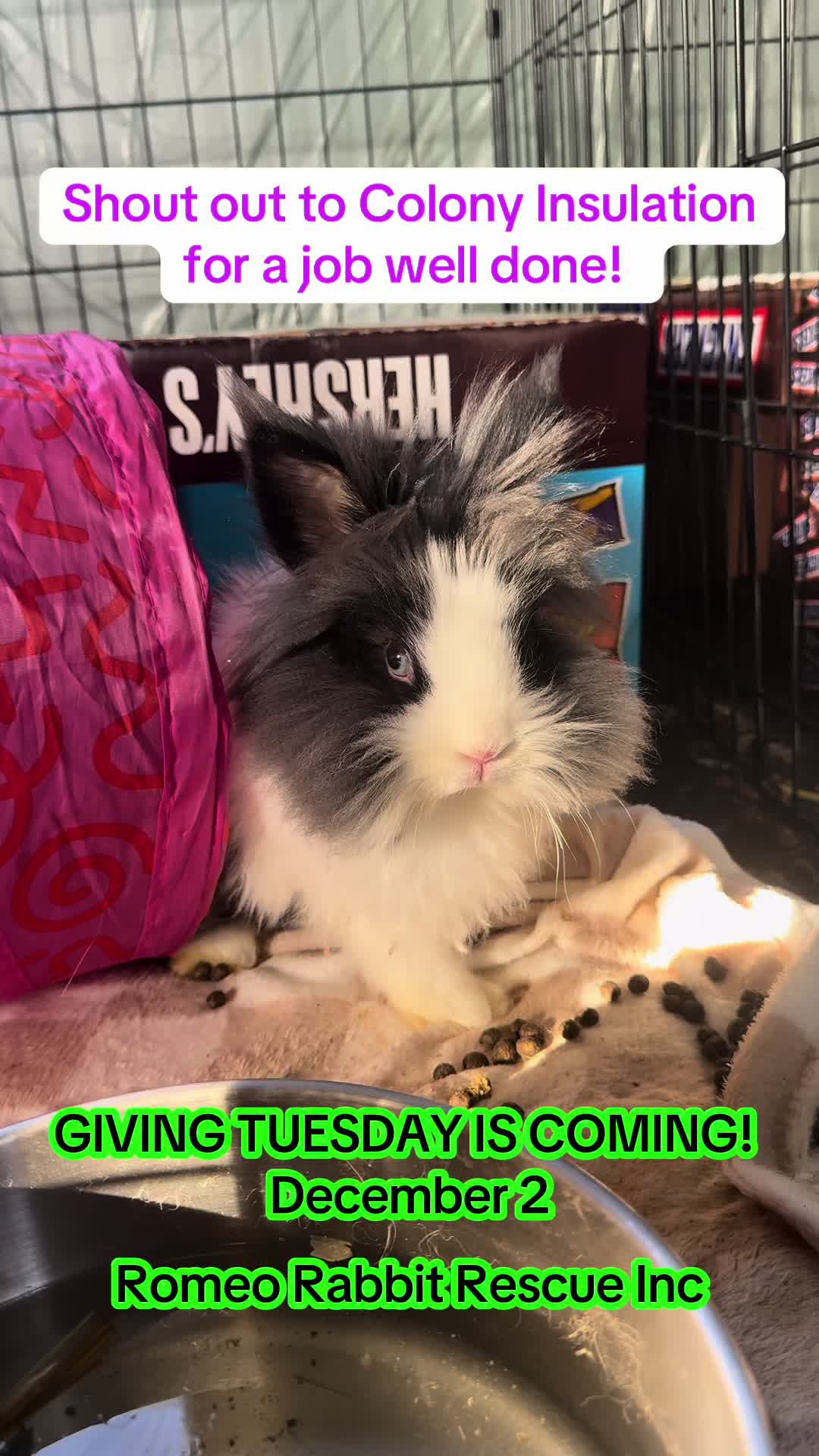 @Romeo Rabbit Rescue