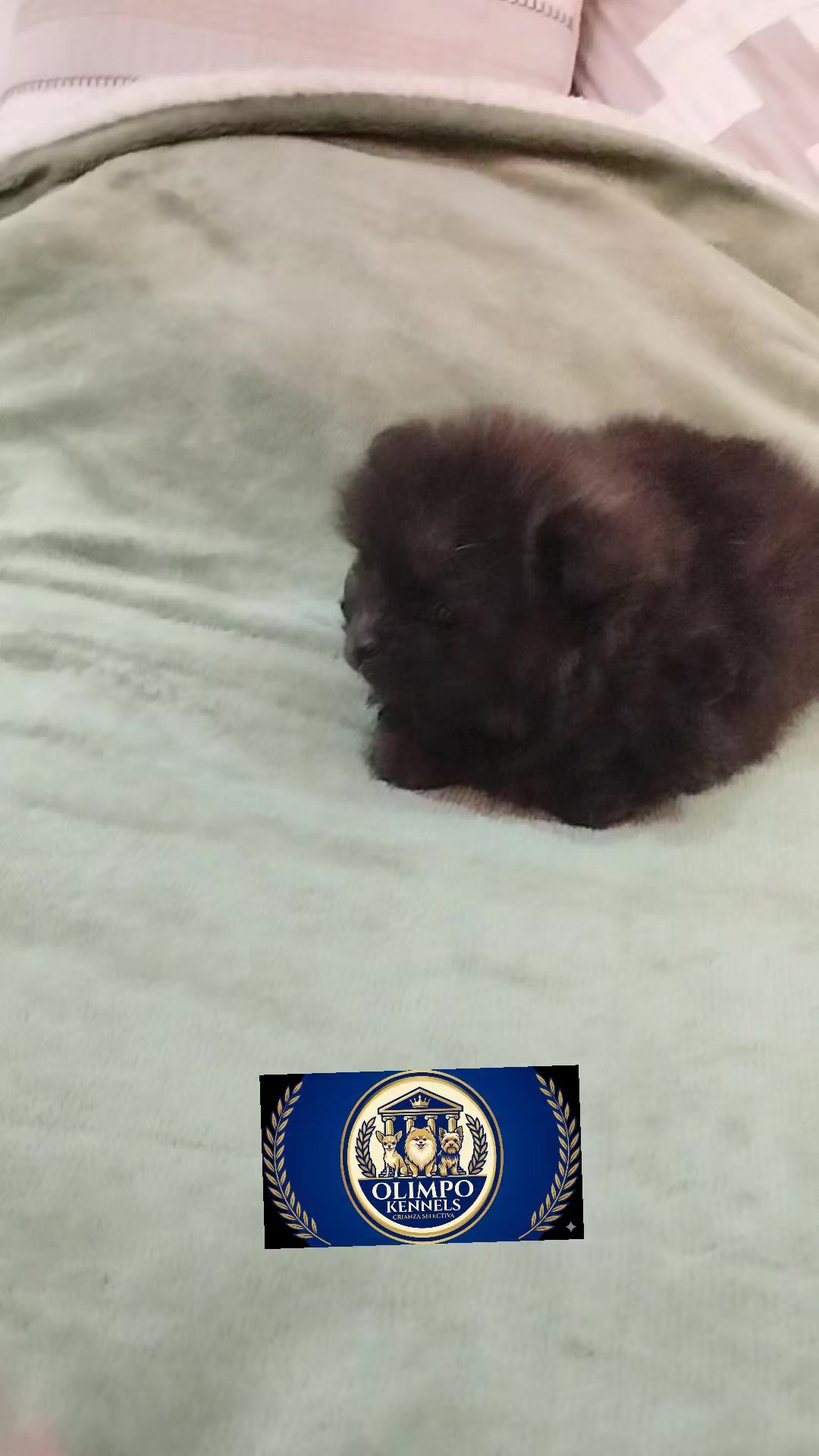 @olimpokennels