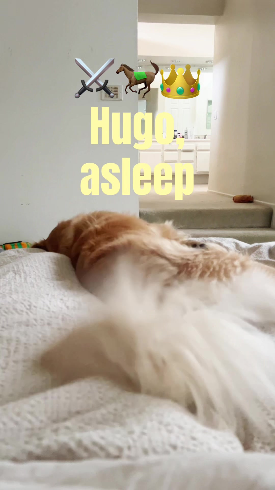 @Anna | Golden Sniffs