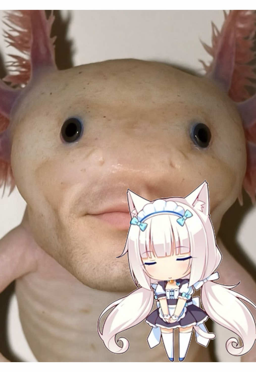 @˚.⋆꒰১ Sabrina ໒꒱⋆.˚
