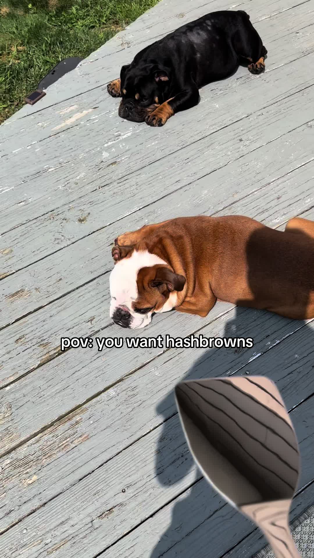 @Poptart & Patches