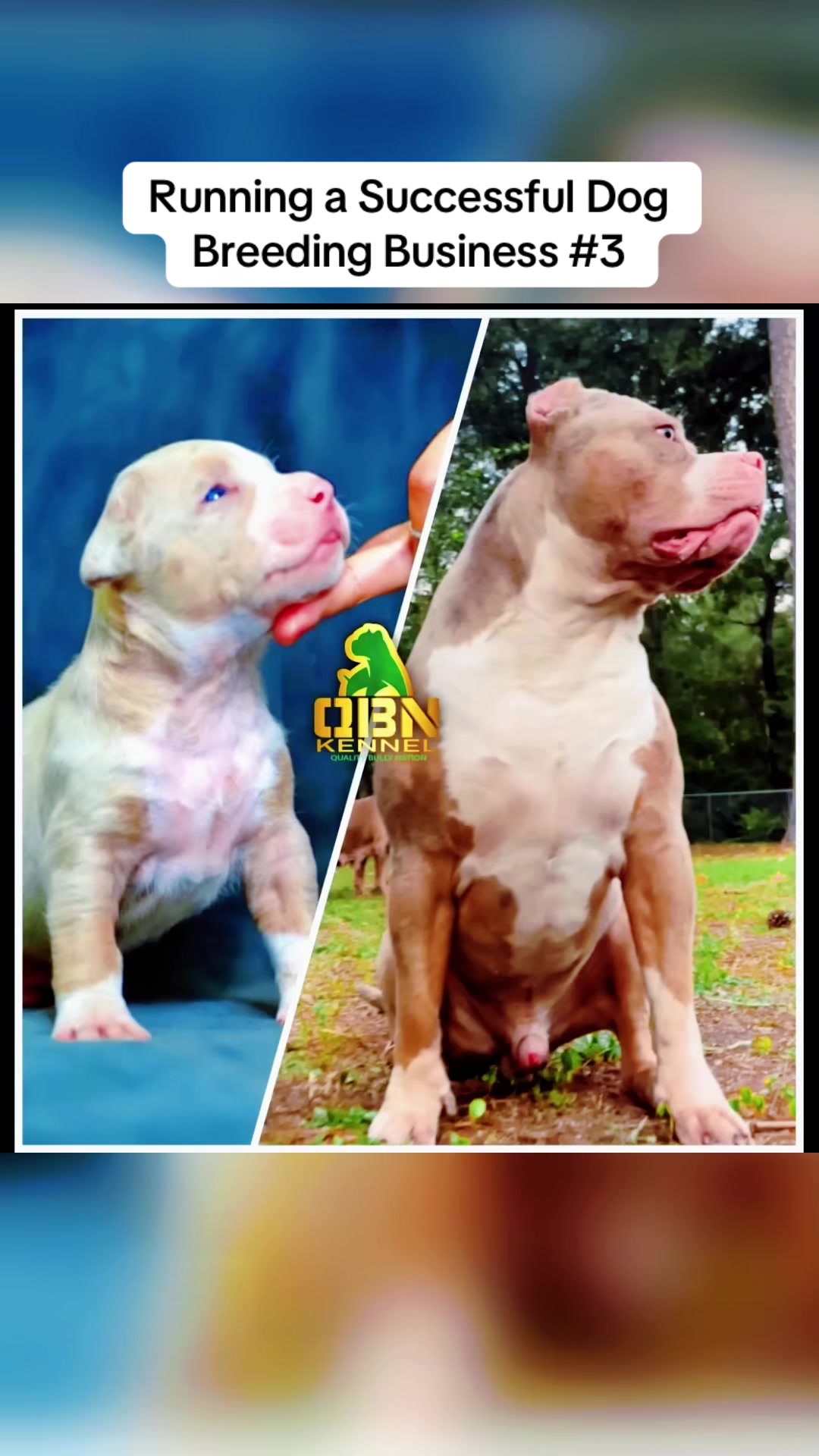 @QBN Kennel