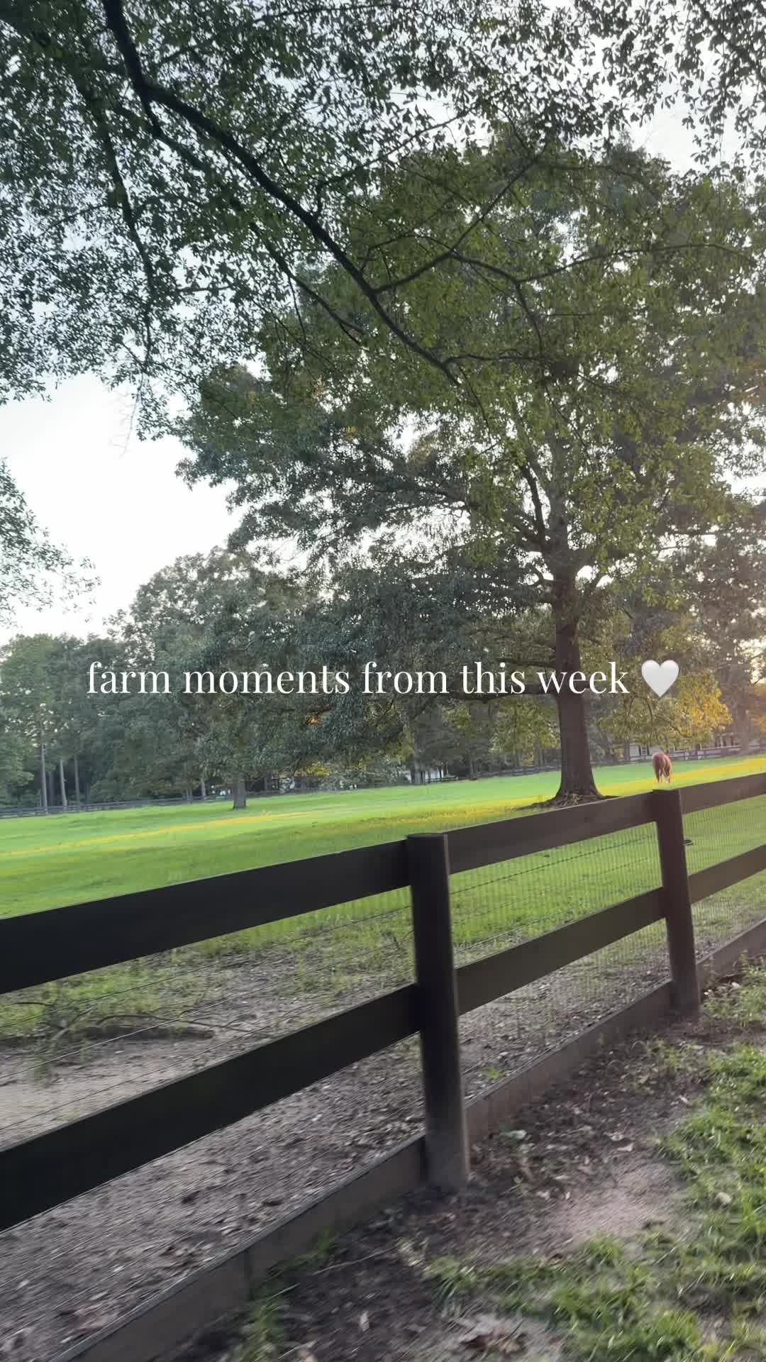 @corderoequine