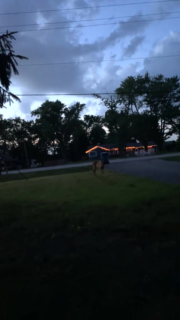 @nyaniz