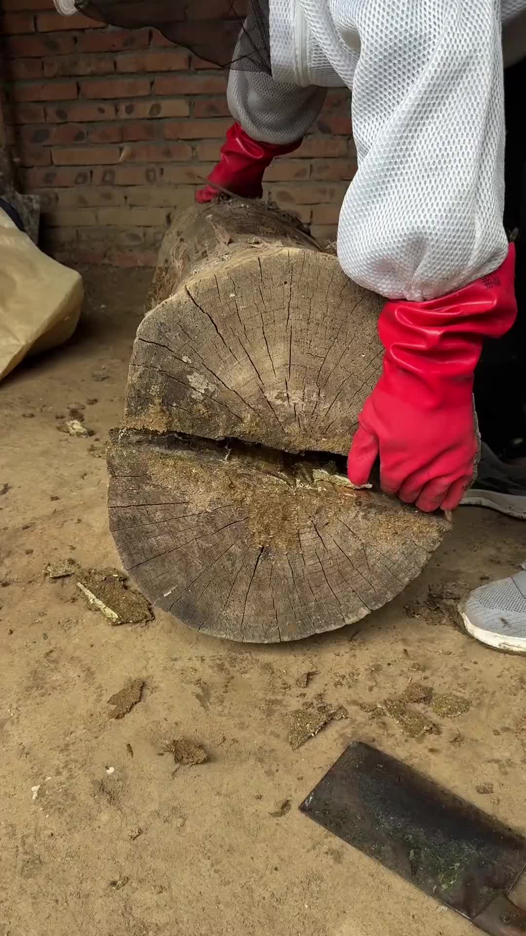 @wild_animal123