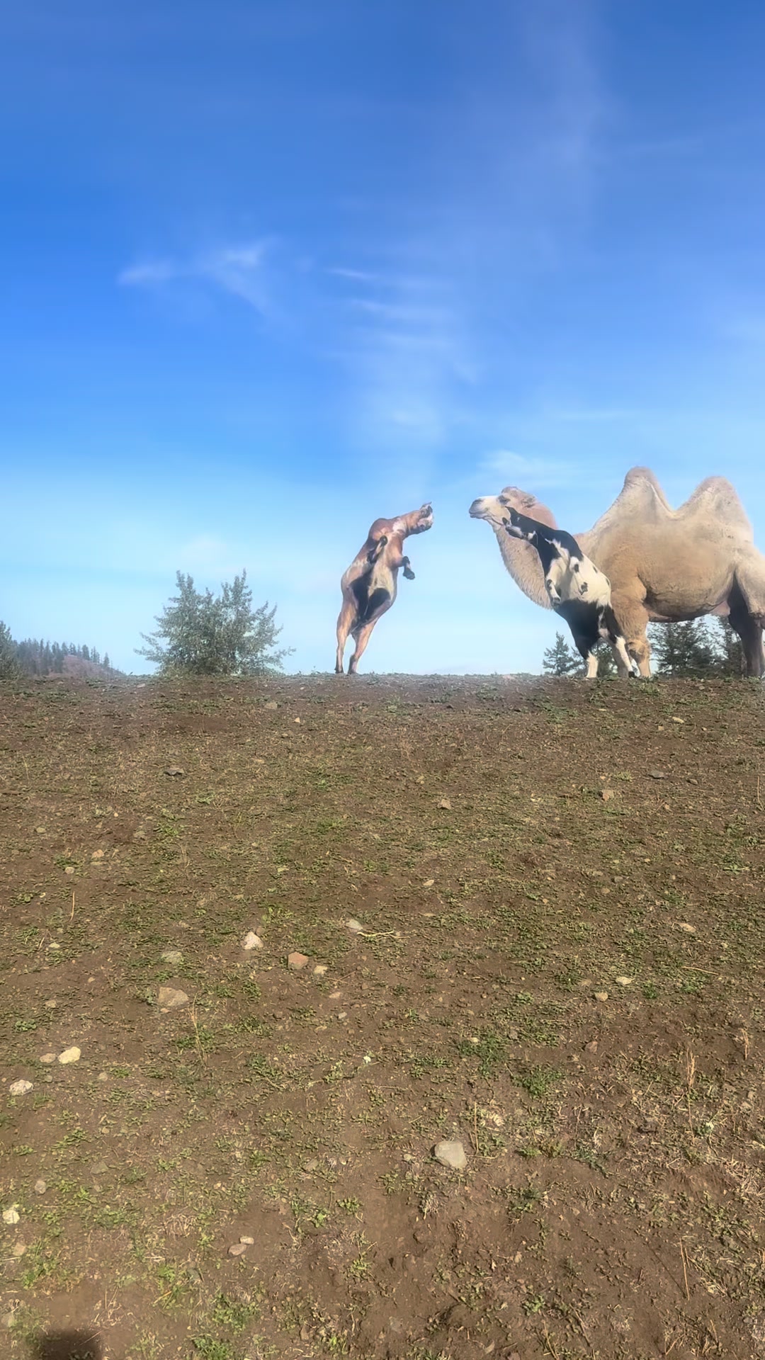 @MayhemTheCamel