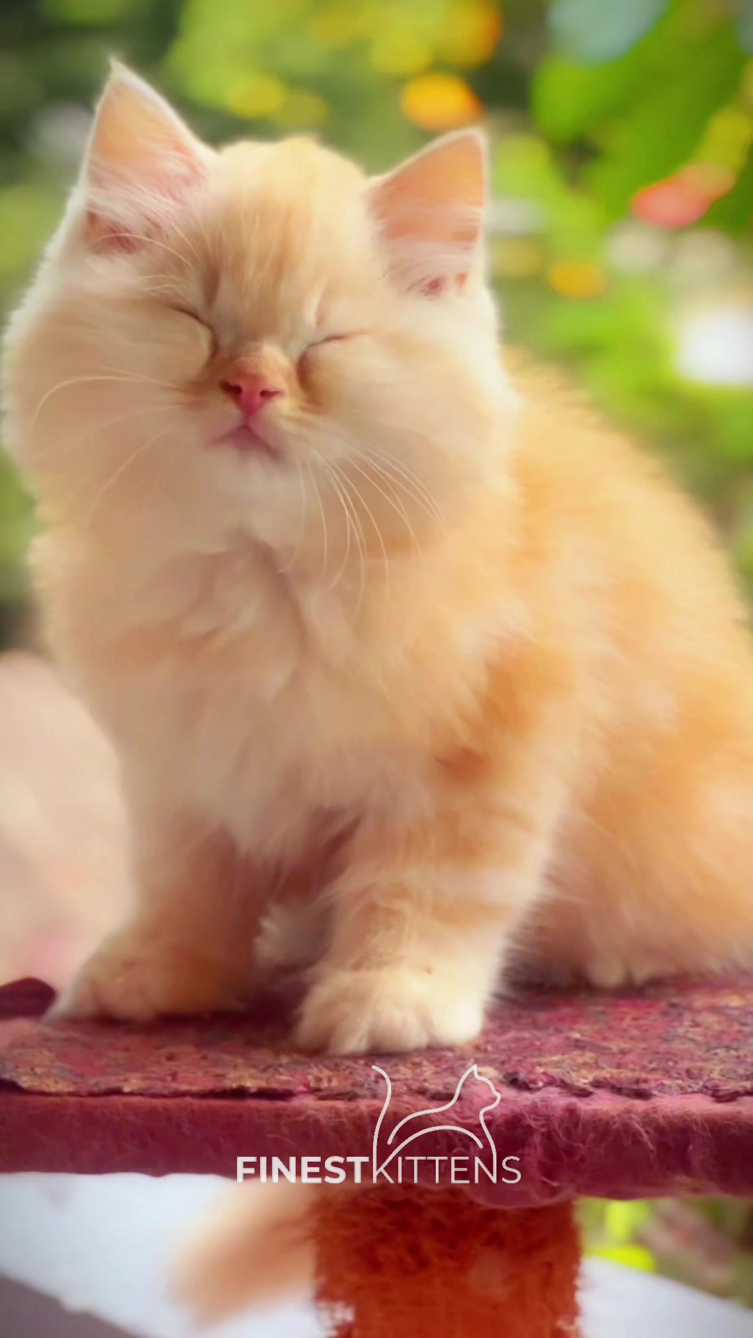 @FinestKittens