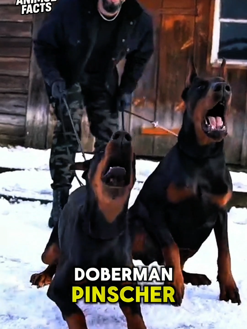 @animolfacts