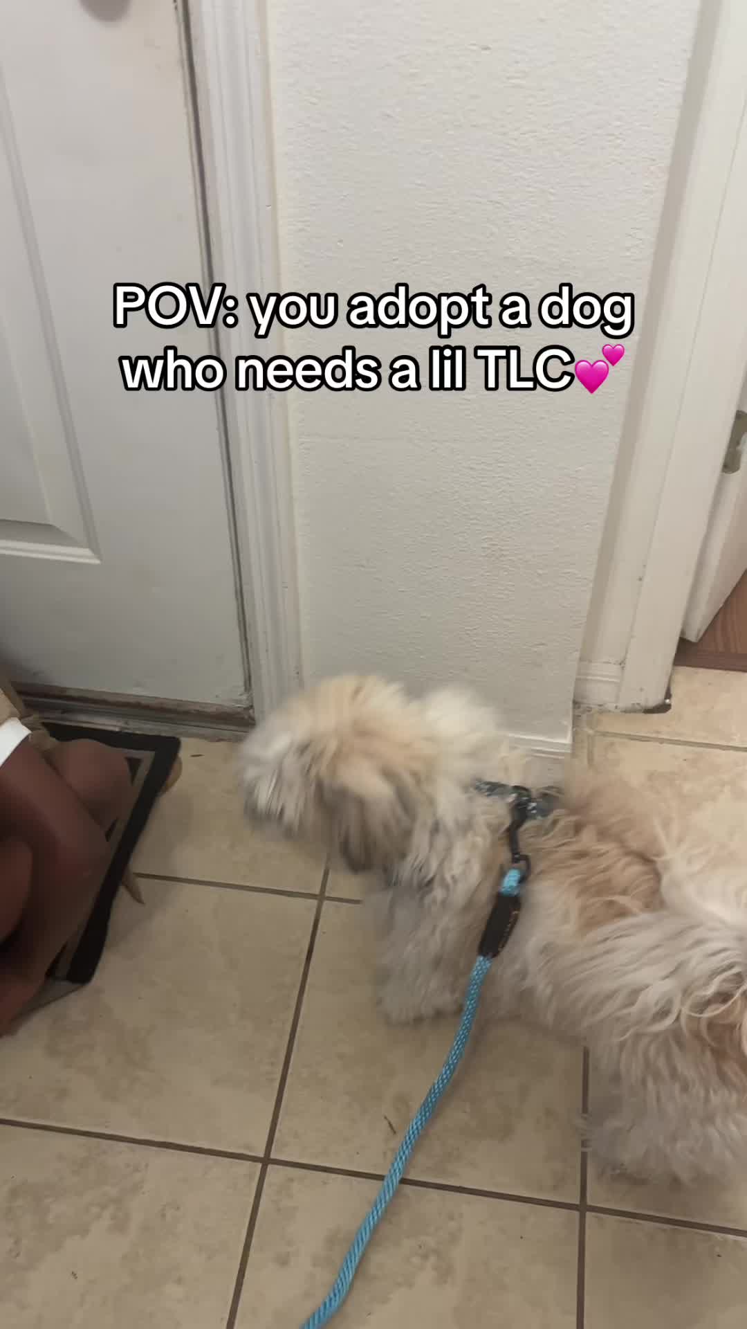 @Cookie - Content Creator