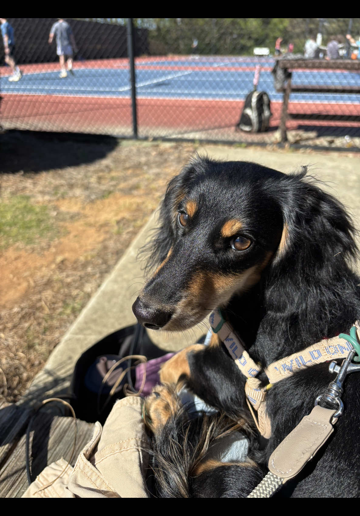 @Eppe | Mini Dachshund