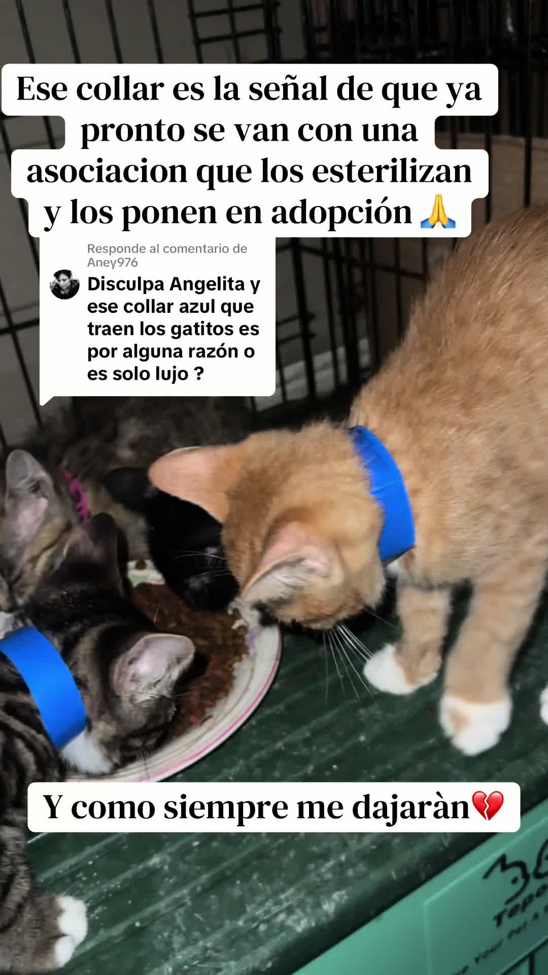 @rescatados por Chase