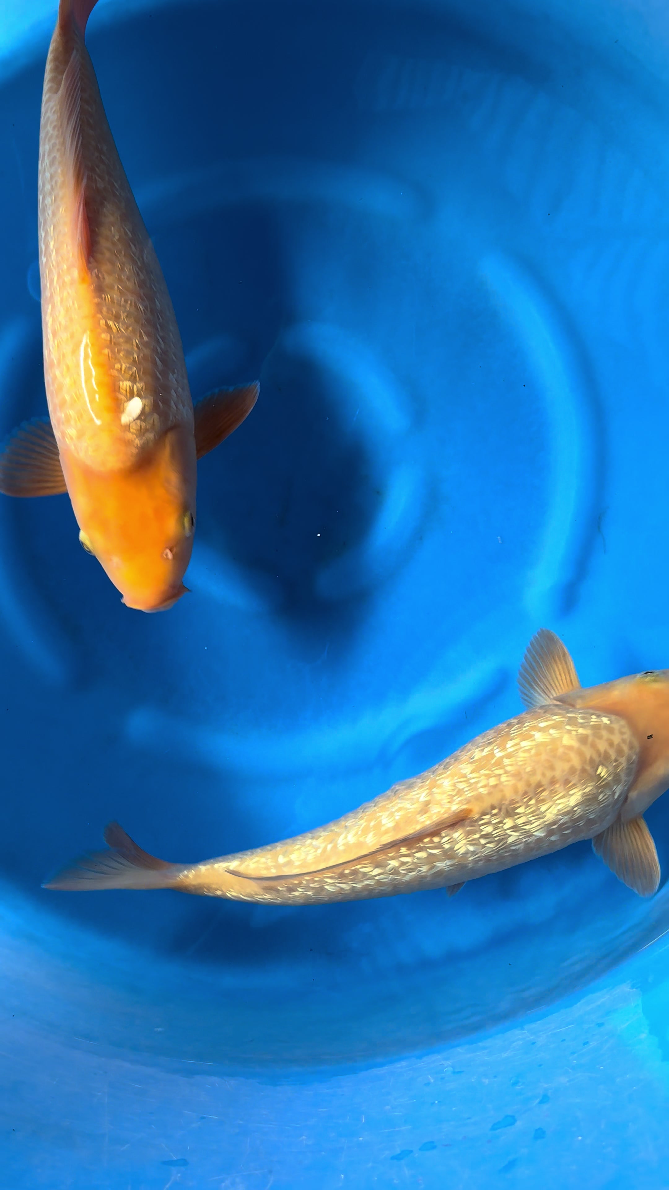 @Linh Long Koi Farm