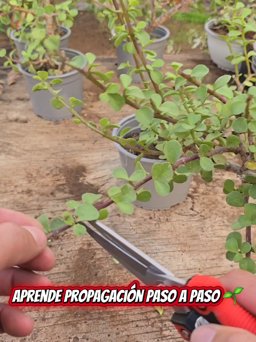 @familygardenvivero
