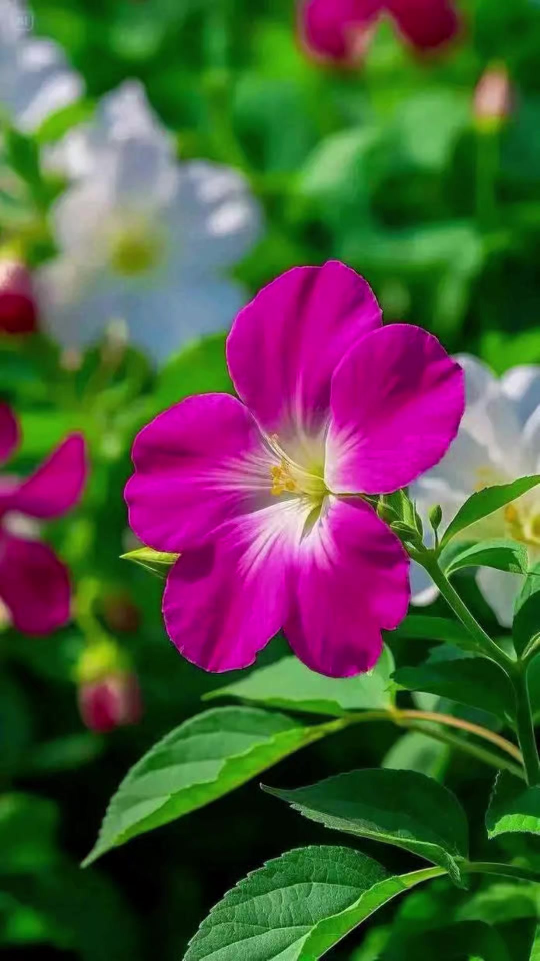 @🥀🥀রাইসা জাহান 🥀🥀