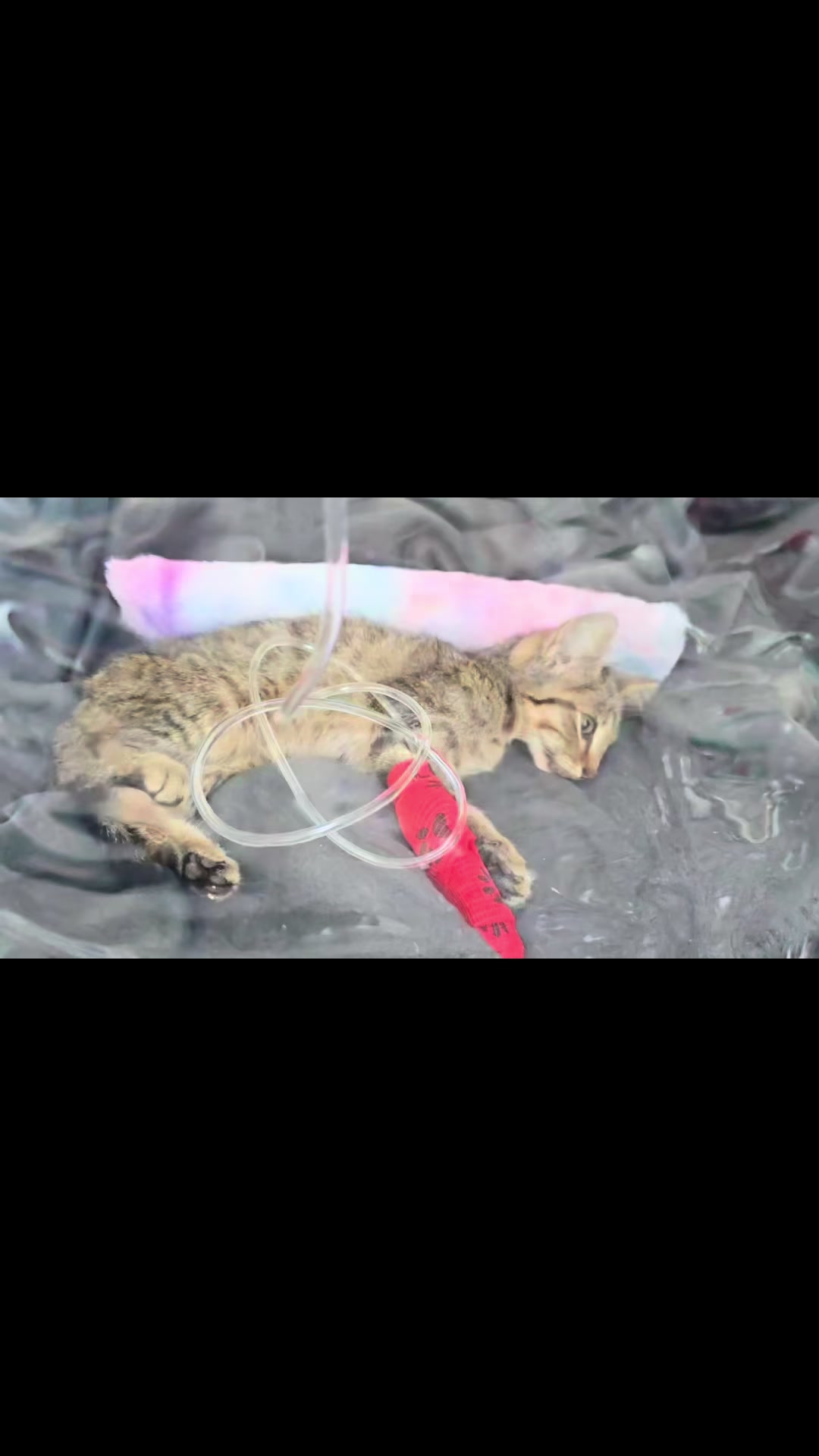@aria_cats_rescue