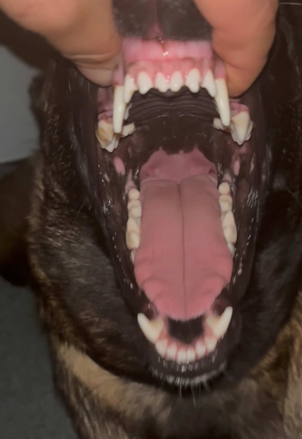 @Michigan_Malinois_1817