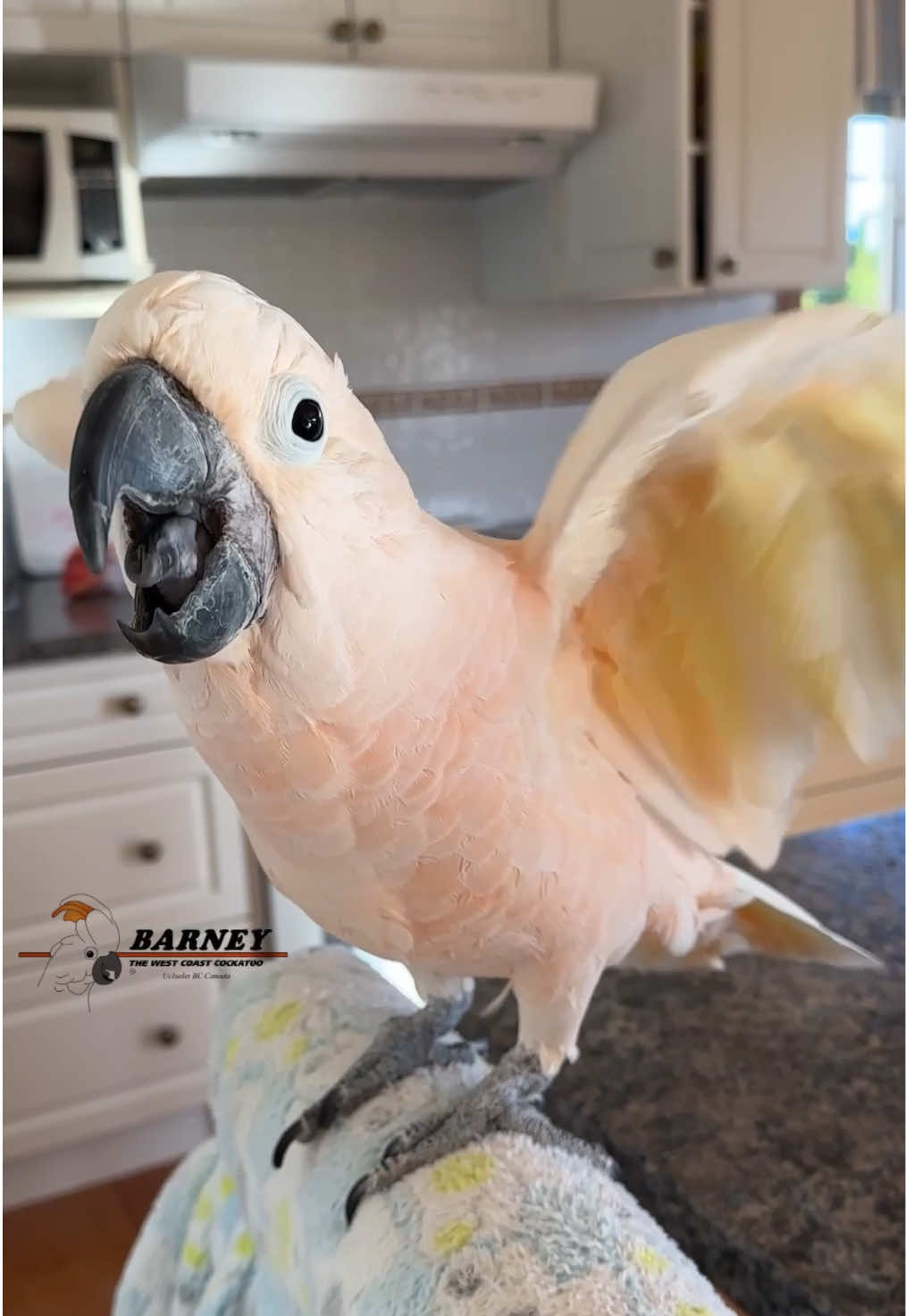 @Barney the West Coast Cockatoo