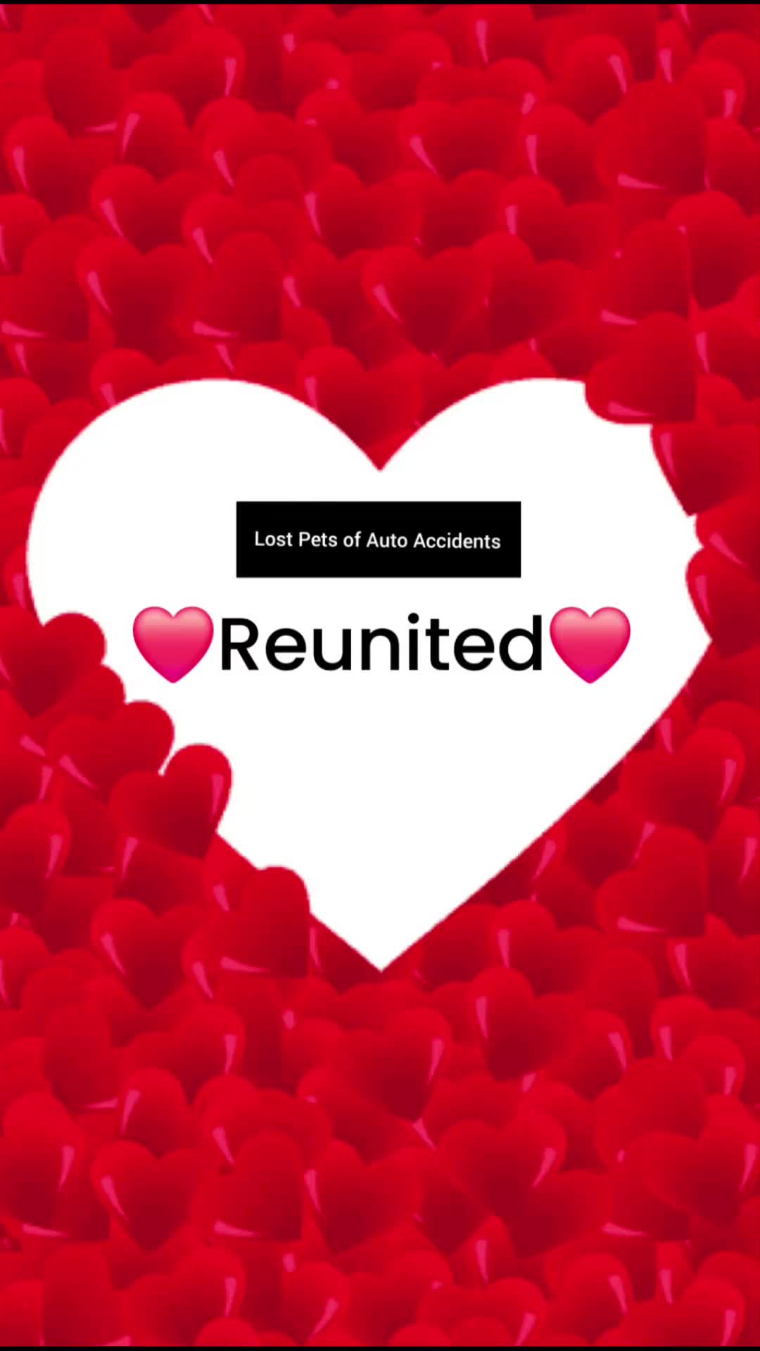 @Lost Pets of Auto Accidents