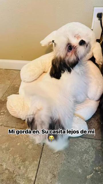 @Crispín_y_mia_shihtzu_puppies.
