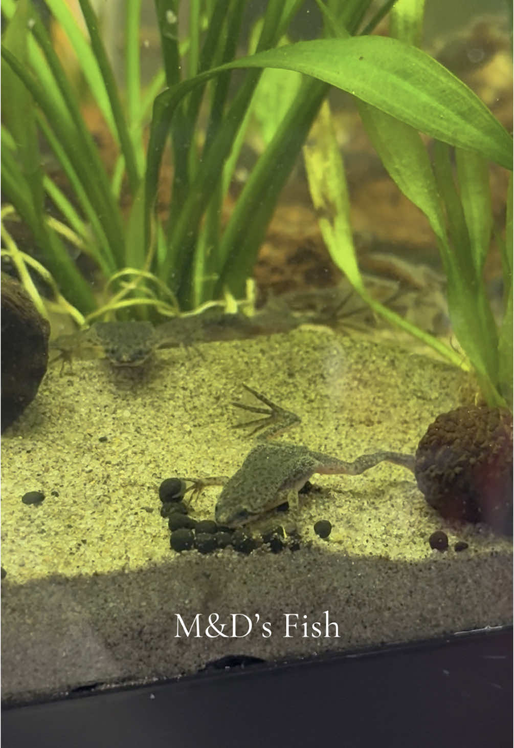 @🐠 M & D's Fish 🐠