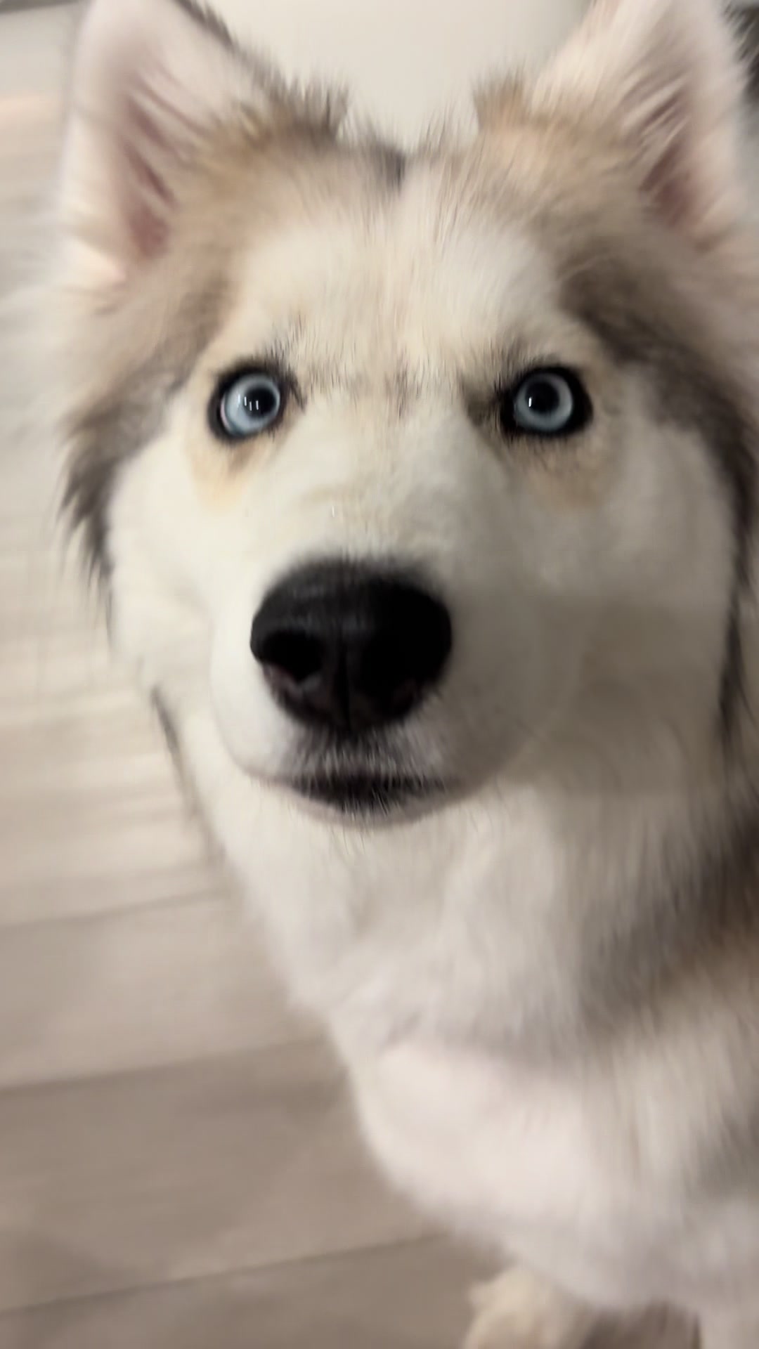 @lifewith2huskies