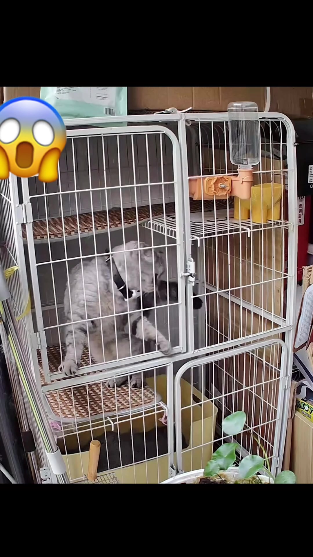 @Pets.VN