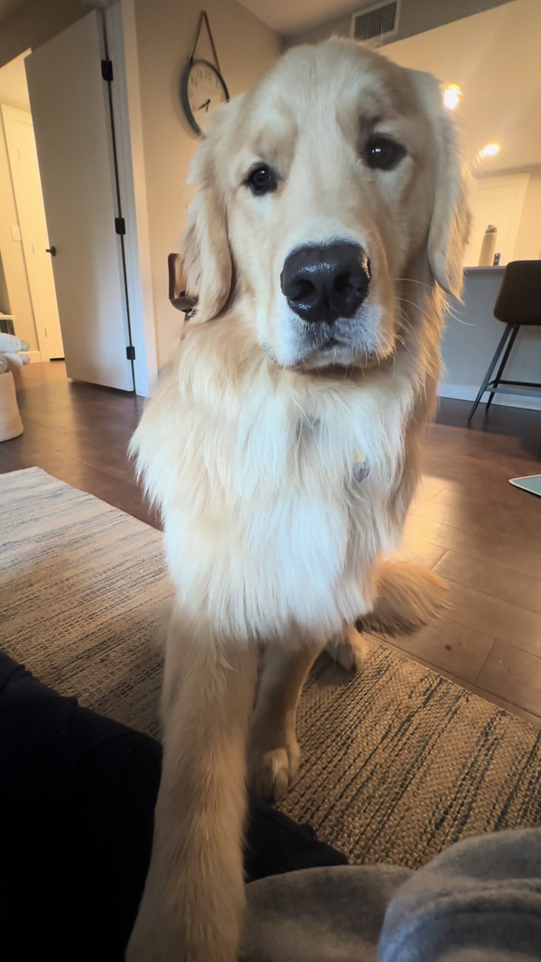 @rigatoni_thegolden