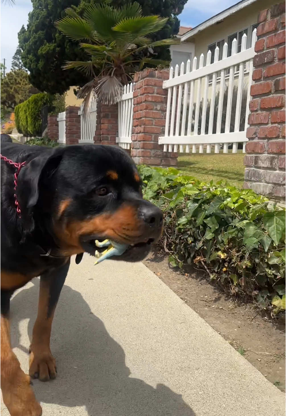 @Pluto the Rottie
