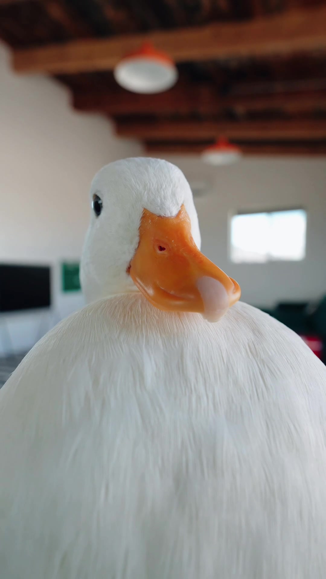 @ducks_in_space🪿🪿💦