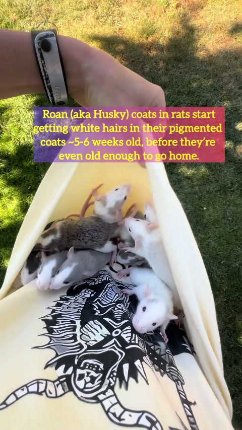 @Nosies and Toesies Rattery