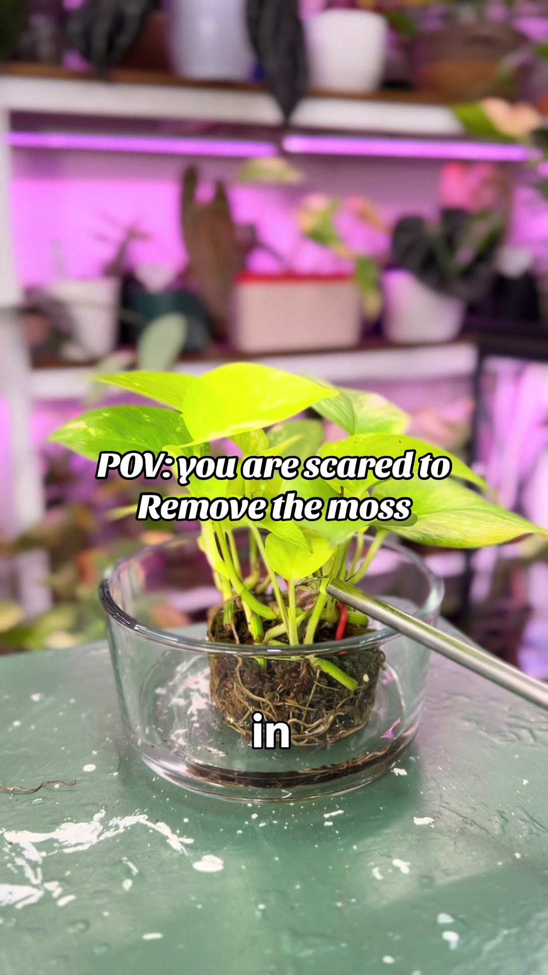 @Pothosiblyaboutplants