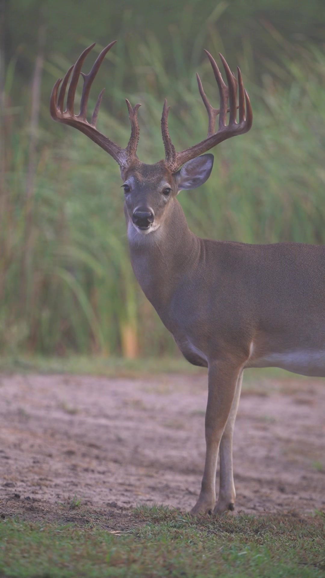 @South Texas Whitetails