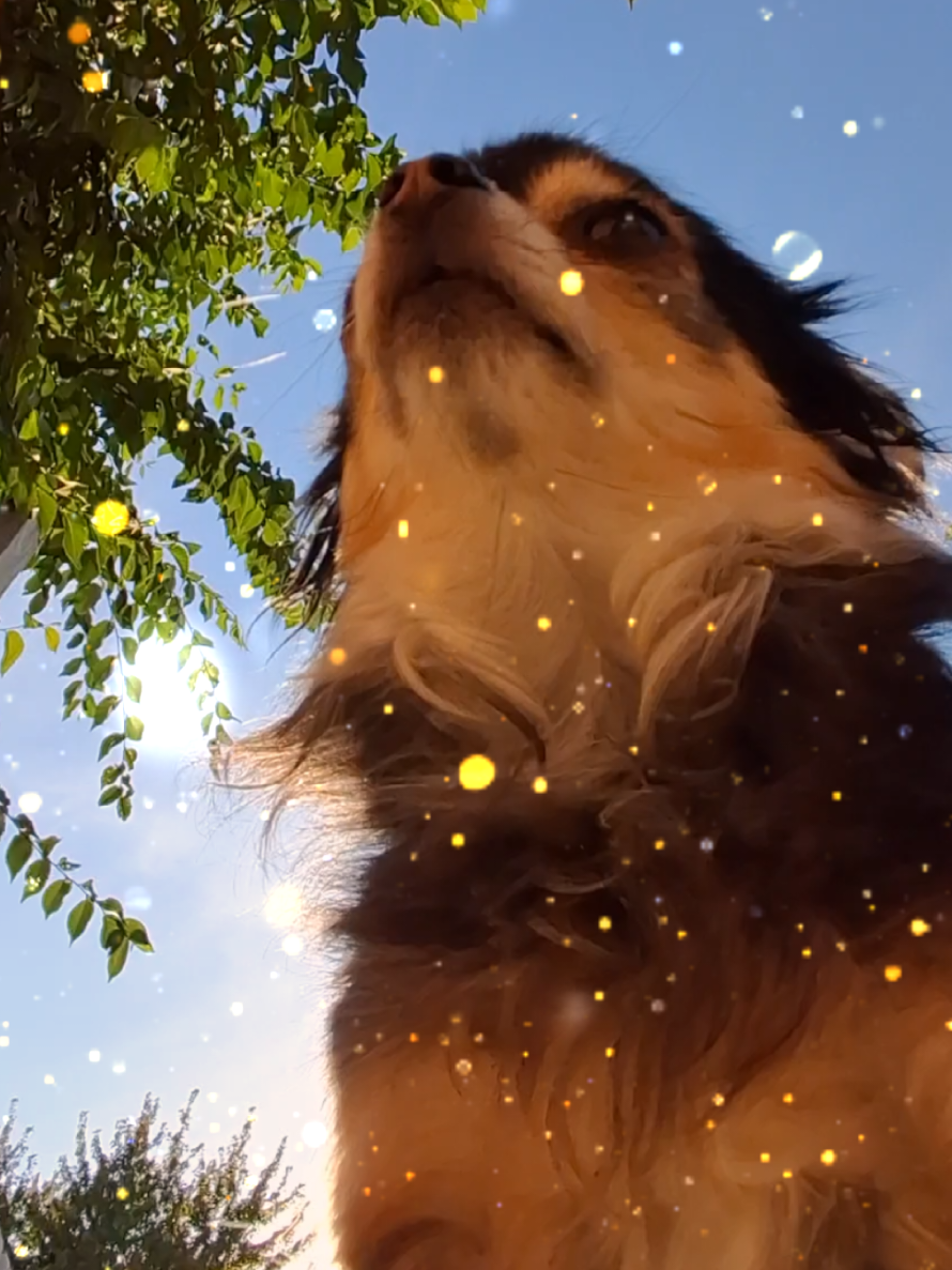 @DoggoDogz