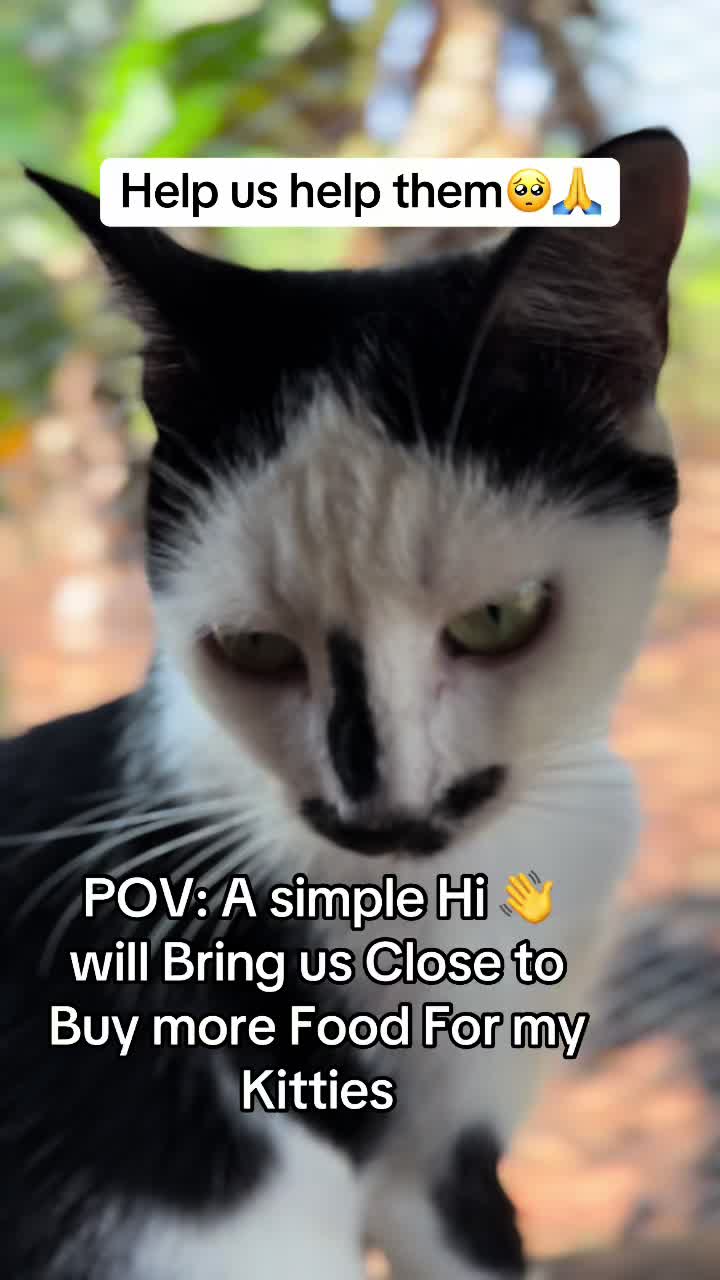 @Moses Cats Rescue Mission