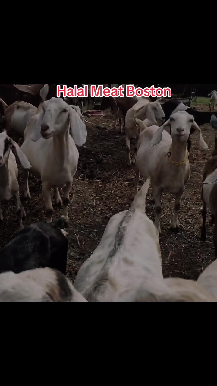 @HALAL MEAT BOSTON FARM