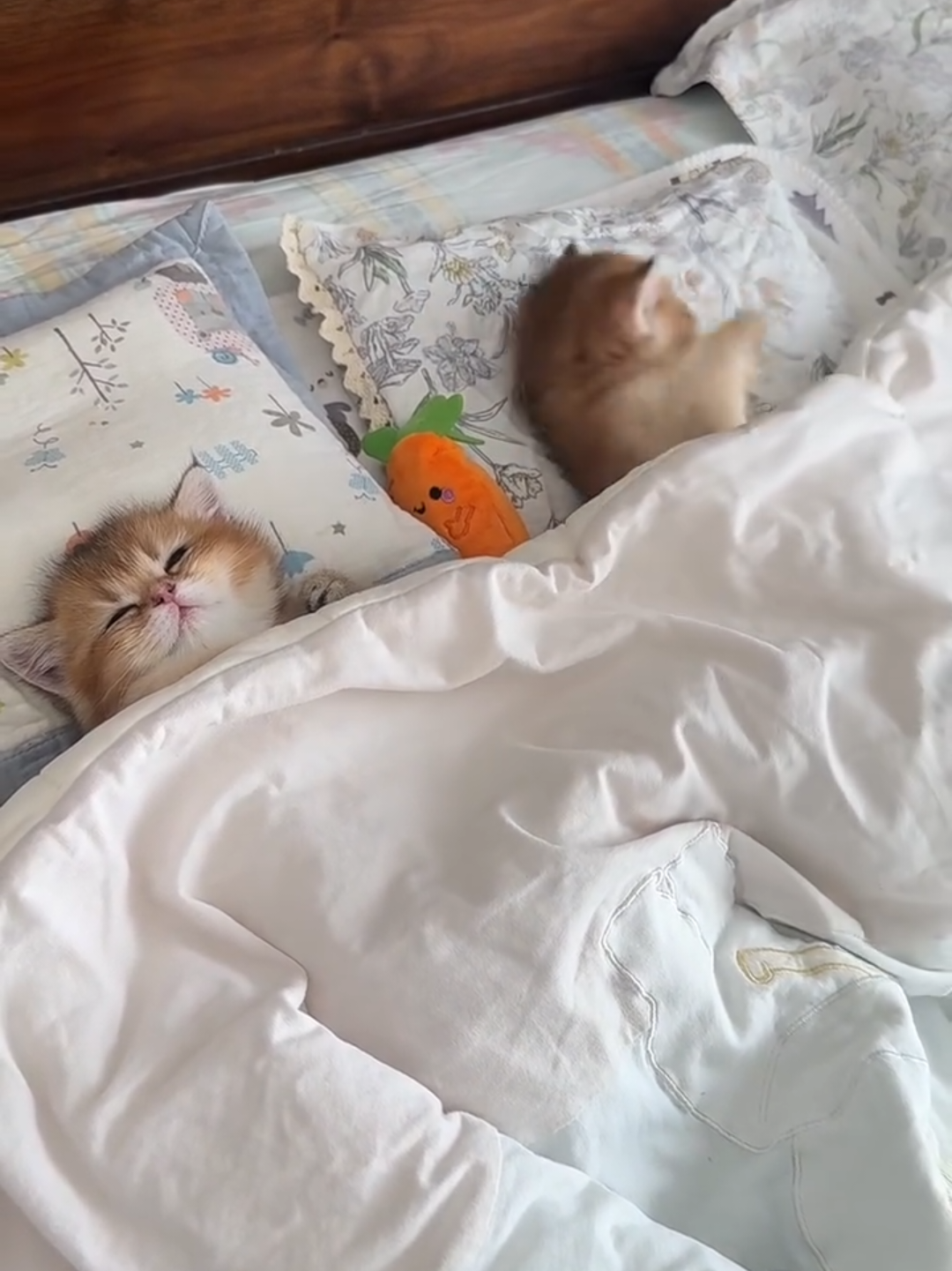@Chonky World Of Cats