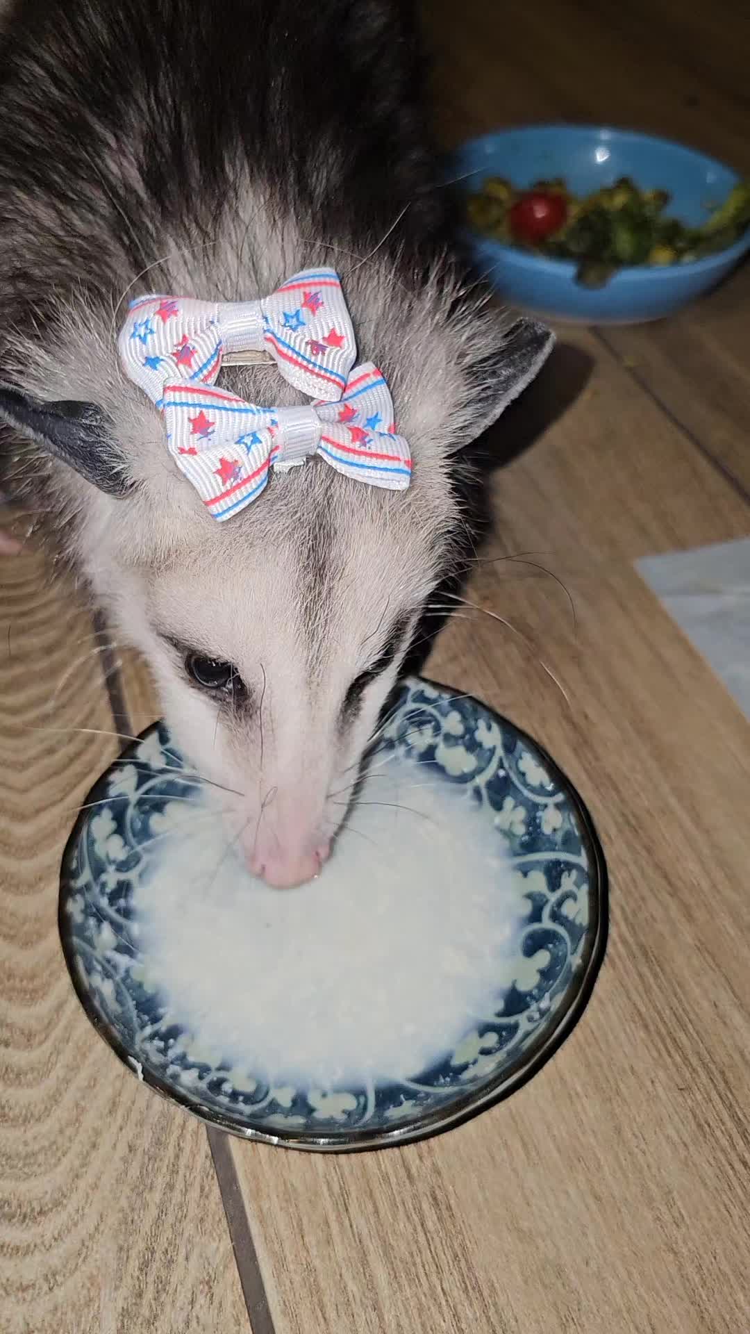 @OPOSSUMDAWGMOM