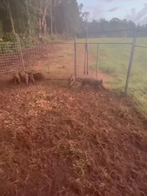@Hog Brothers Custom Hog Traps