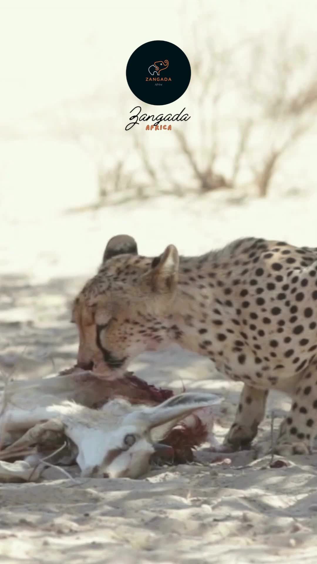 @Zangada Africa