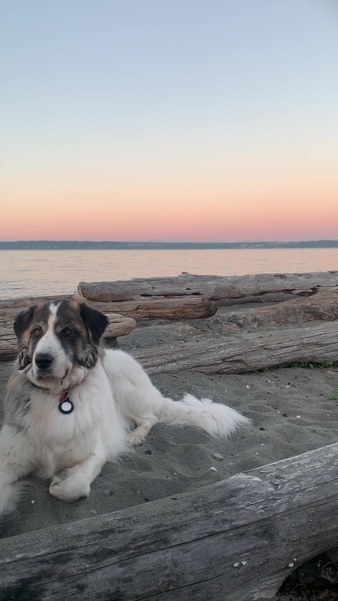 @PawsandPassports