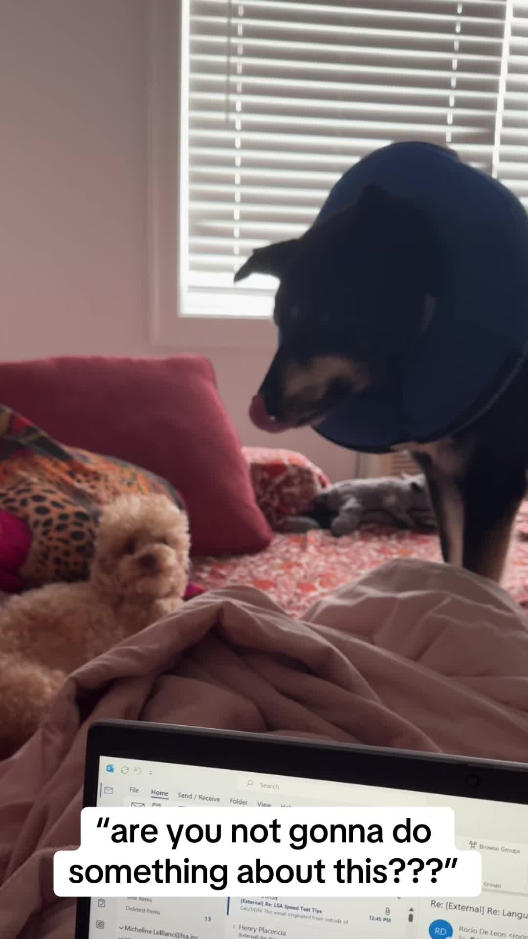 @Angel & Halo: Shepsky & Poodle