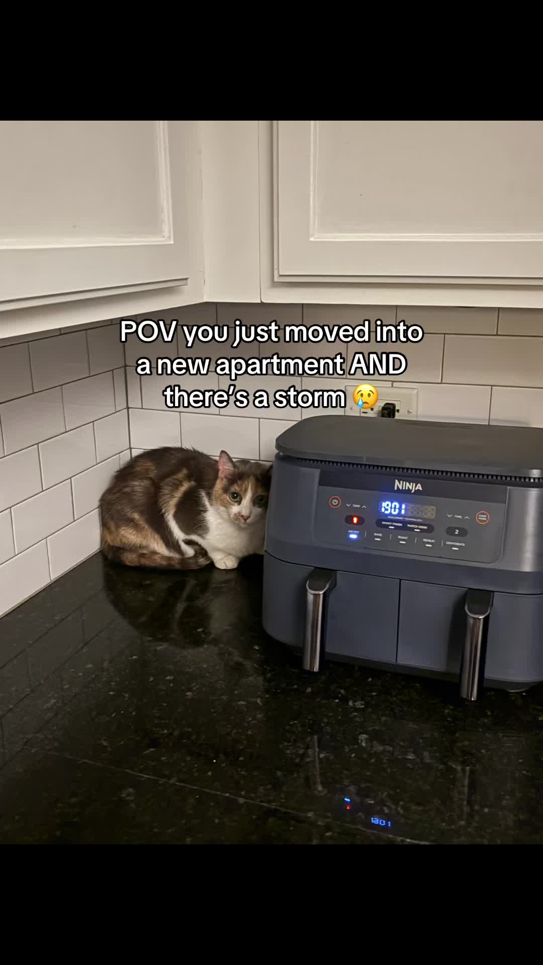 @Quinn The Calico