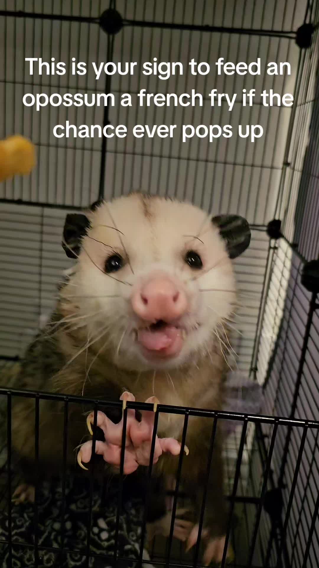 @OPOSSUM/DOG MOMMA Dea