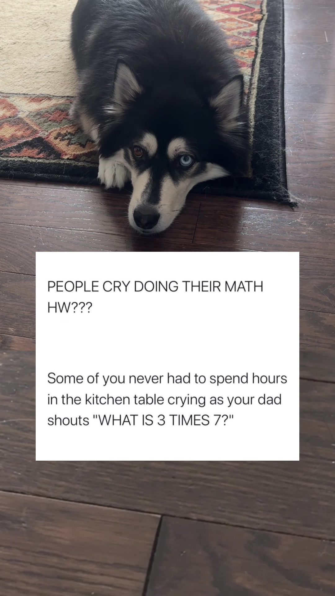 @Zeus the Pomsky🐾