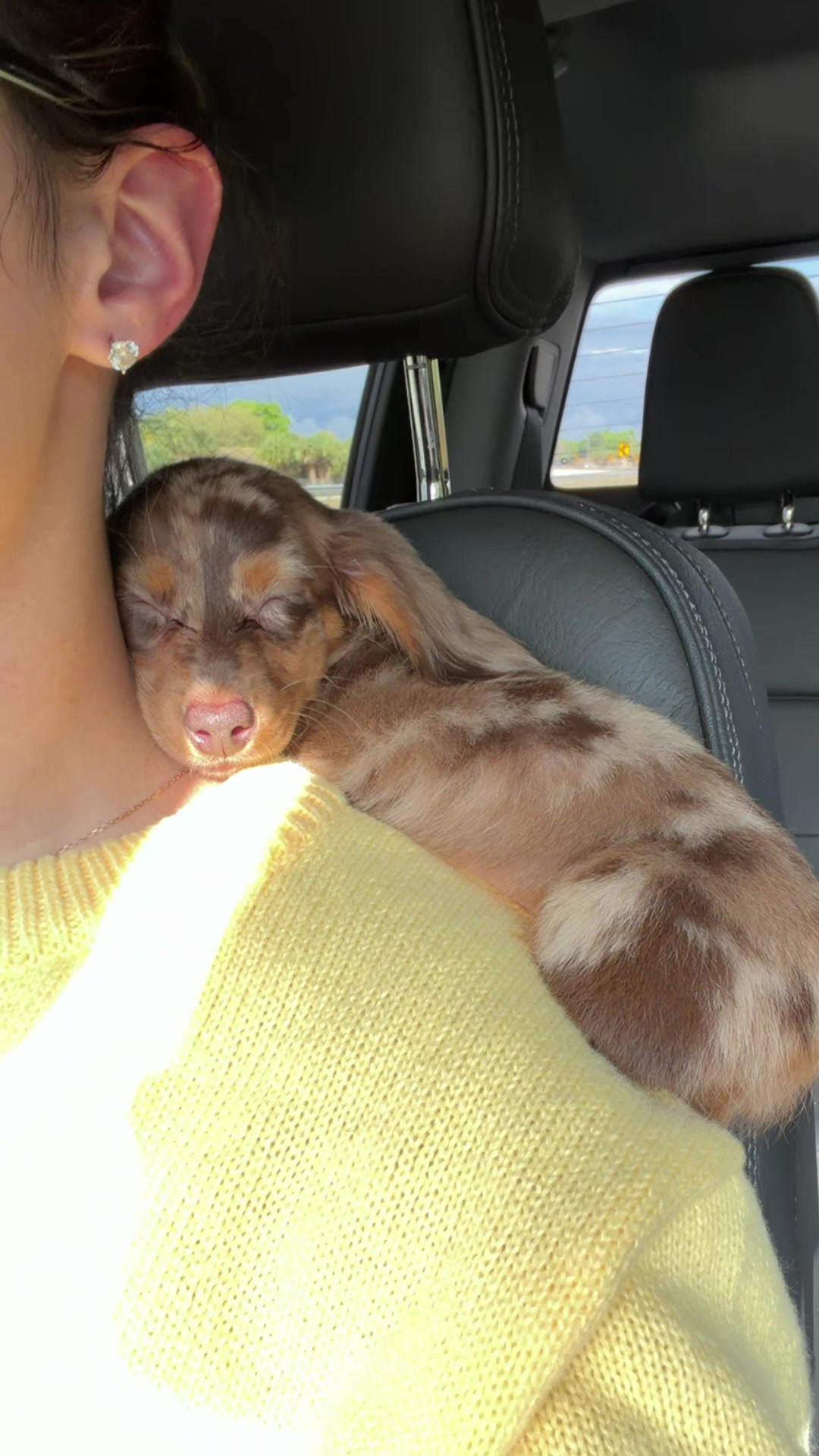 @Oli the Mini Doxie