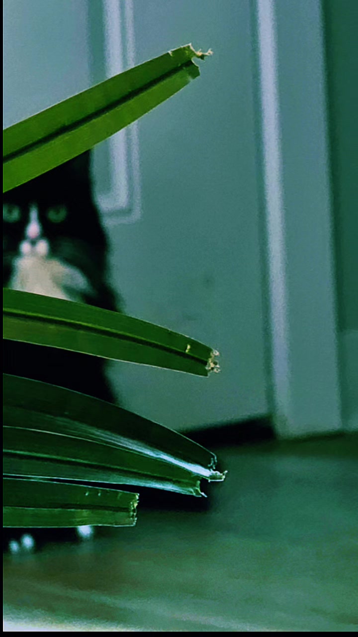 @AtticaTheTuxedoCat
